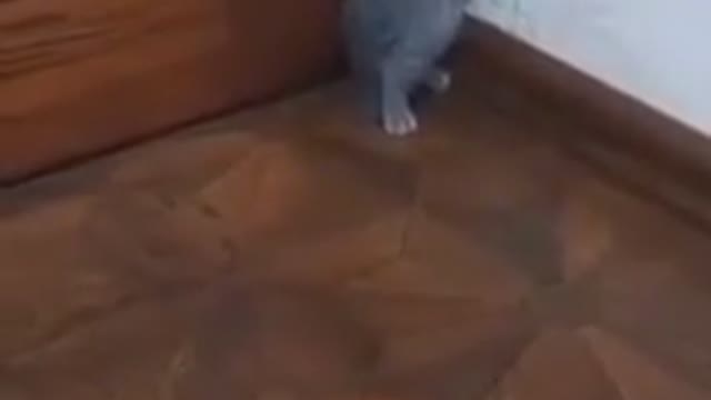 Video cat so cute funny