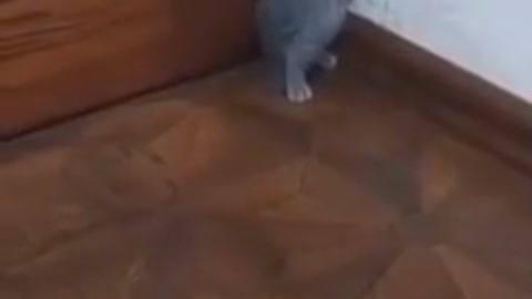Video cat so cute funny