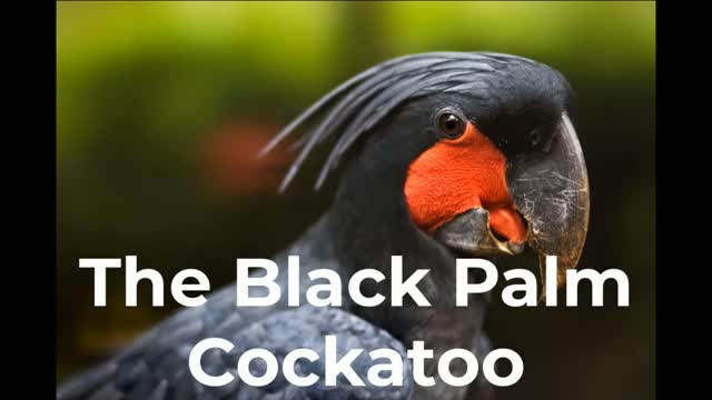 The Black Palm Cockatoo