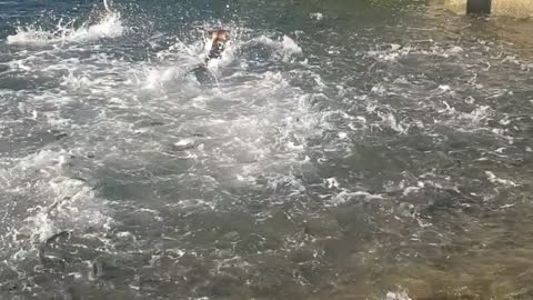 Dog Has A Field Day Swimming with School of Fish