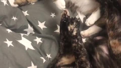 Chase and Josefa playing :)