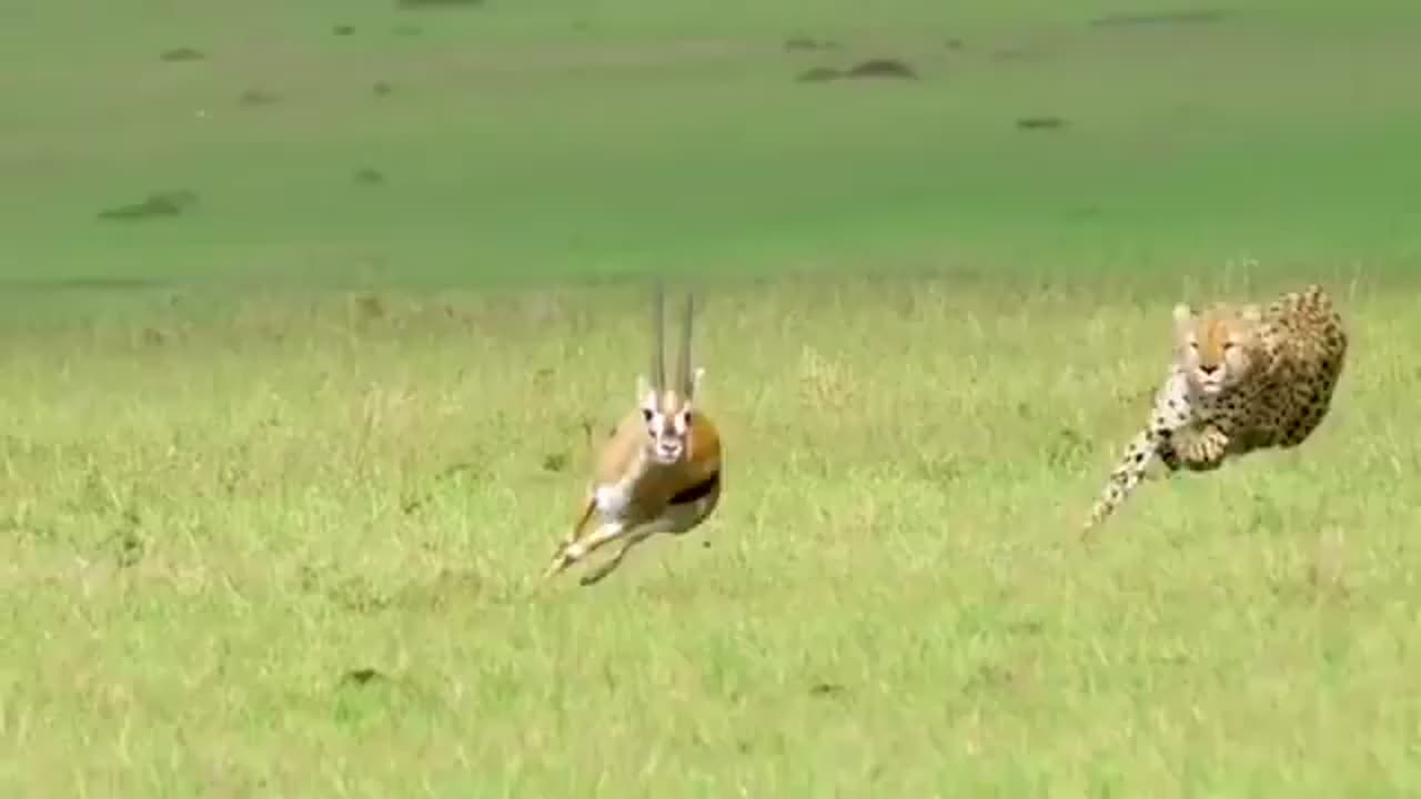 A lone deer faces a hungry family of cheetahs