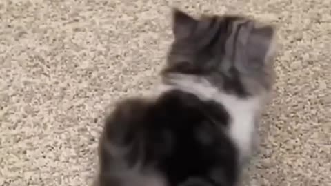 funny kittens