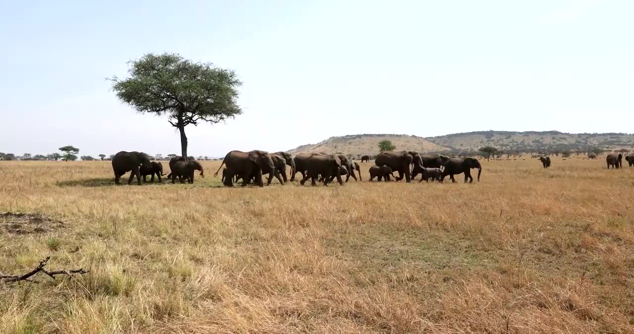 Amazing Africa Wildlife, Serengeti