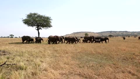 Amazing Africa Wildlife, Serengeti