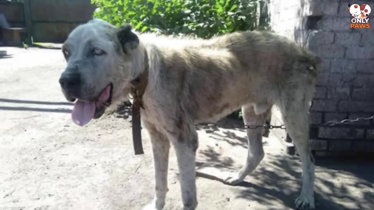 Als er die Frau erkannte, die vor ihm stand, konnte der Hund die Tränen nicht zurückhalten!