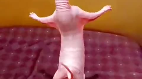Dancing cat