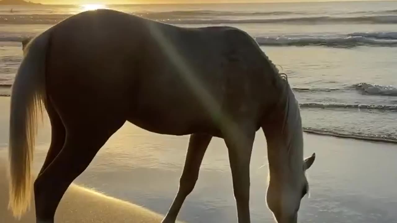 Beautiful Arabian Horse