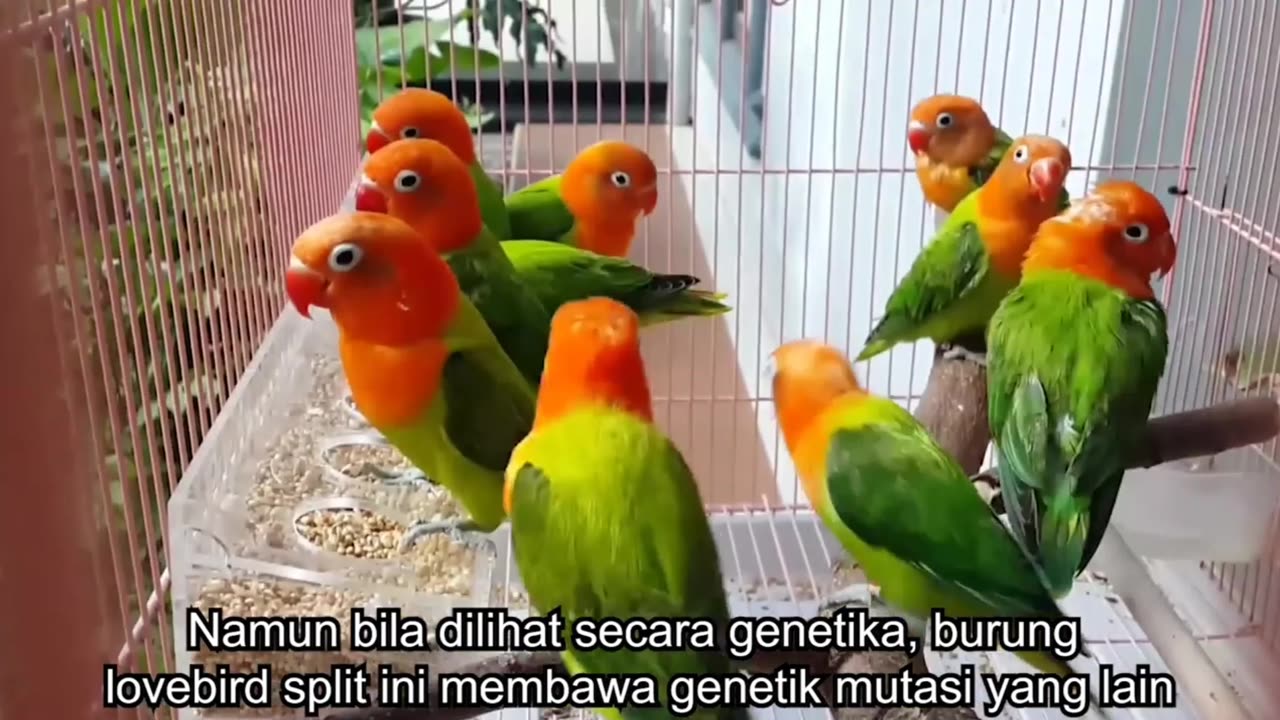 lovebird breeding