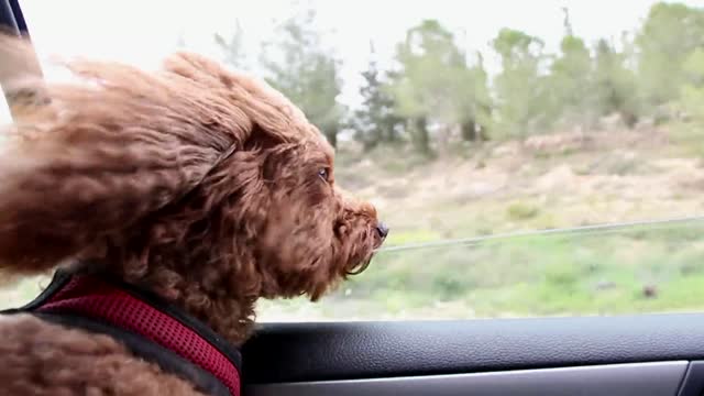 A dog enjoys the fast car atmosphere