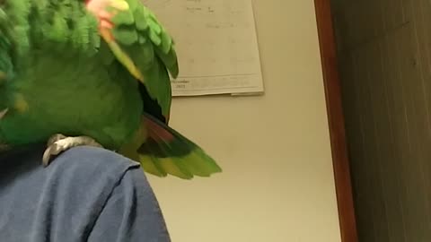 Goldie - Double Yellow Headed Amazon