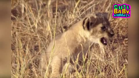 Cutest Lion Cubs Roar Telling That He is a King - Baby Lion Roaring