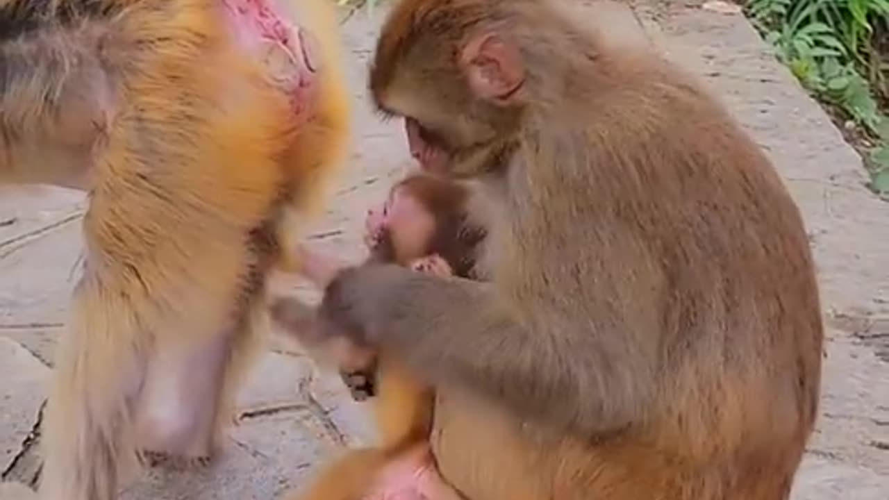 Funny monkey pushing
