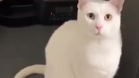 Funny cat