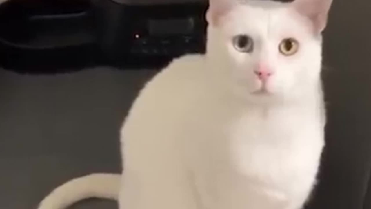 Funny cat