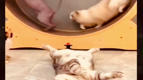 New Funny Videos 2024 | Funny Cats & Dogs Videos