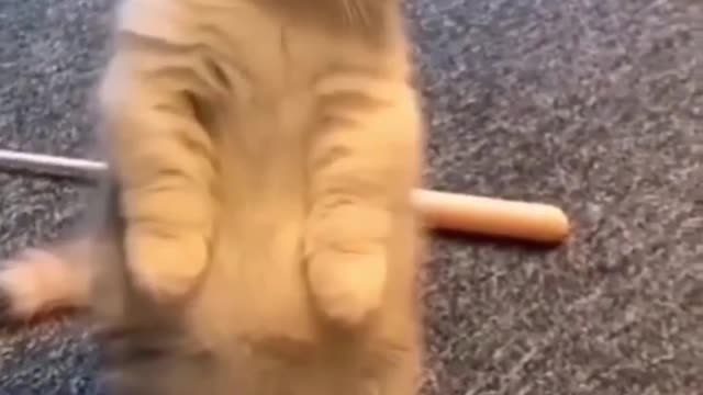 Cat lover