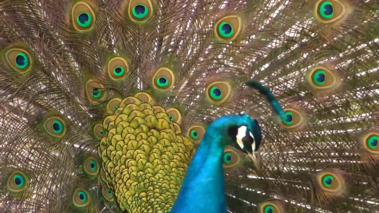 Peacock Dance Display