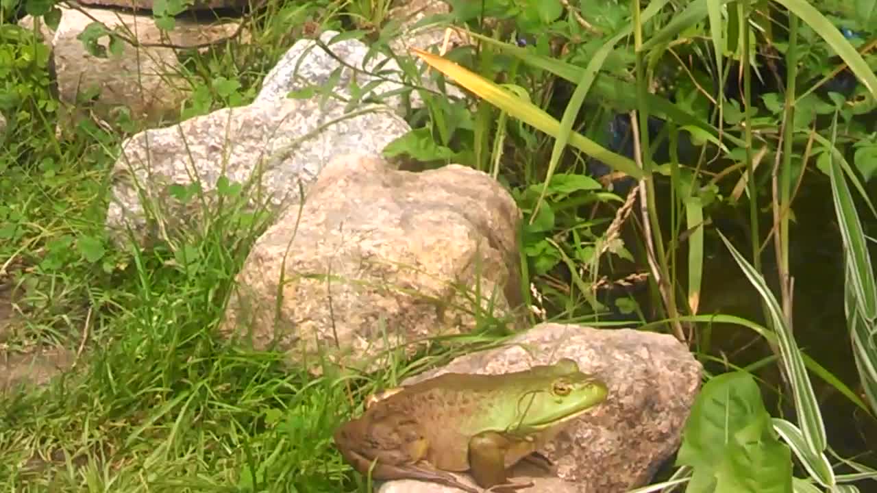 Feeding A Pet Bullfrog