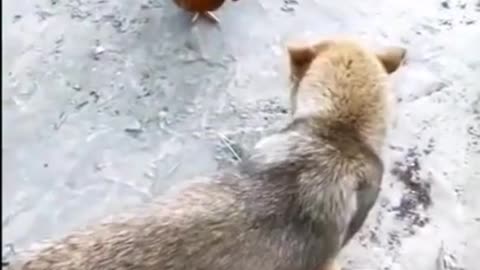 Dog Vs Chicken fight vedio