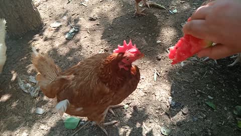 My chickens like to eat watermelon