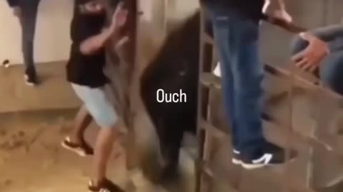 don't fuck with an angry bull.