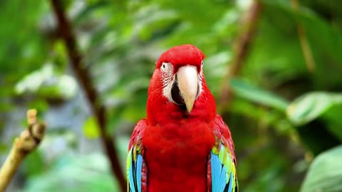 🌟 The Best Colorful Parrots Compilation for Ornithology Lovers! 🌟
