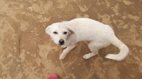 My Cute Baby Dog And Beautiful