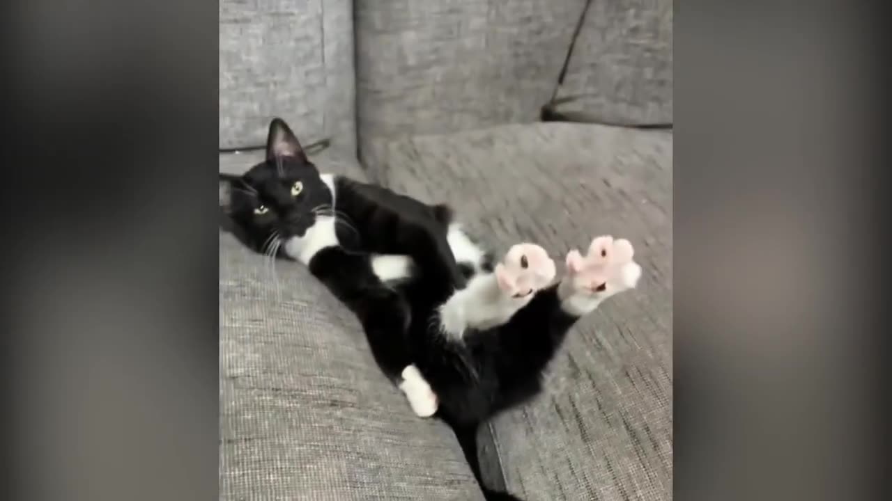 Funny cats 😀|| can't stop laughing😹😹