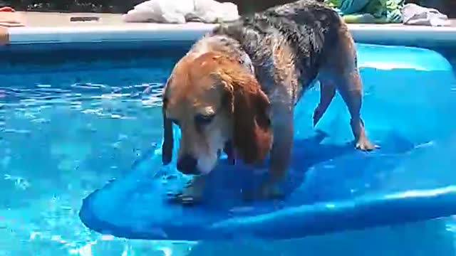 They say you should always swim with a buddy