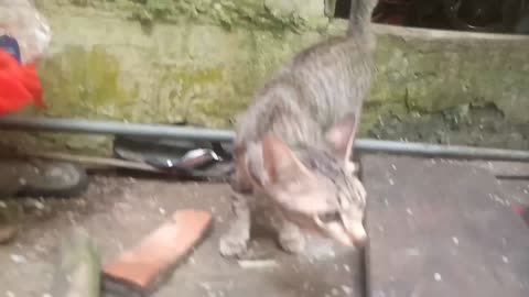 Kucing mencari makan