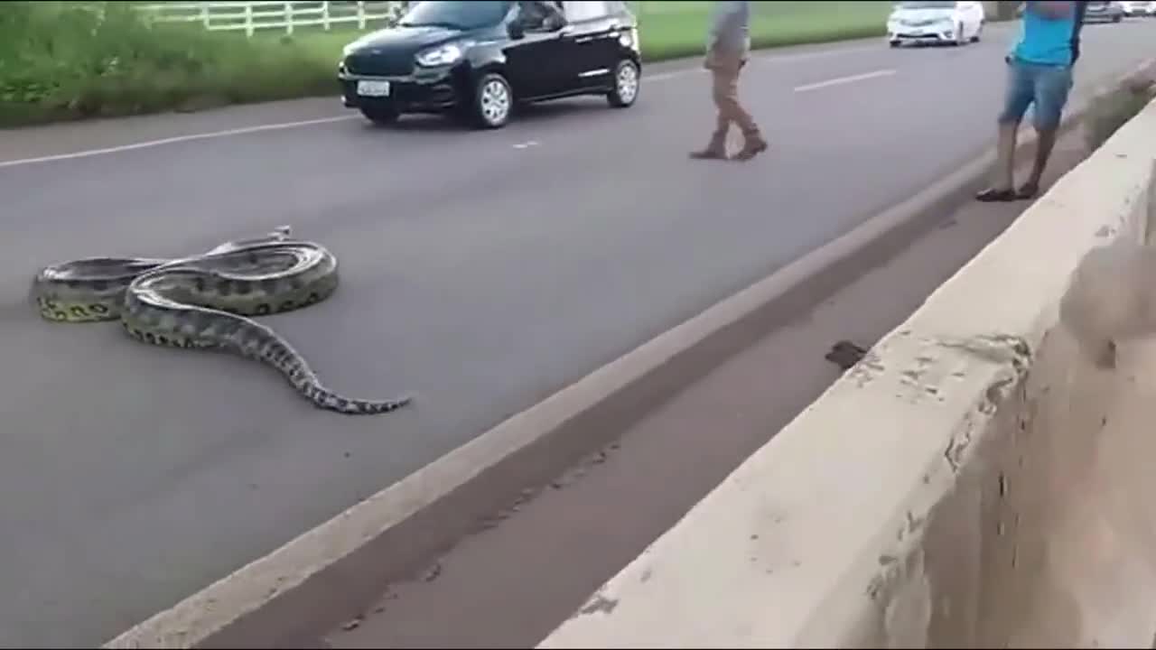 Traffic halts as Giant Anaconda Crosses Road in Brazil