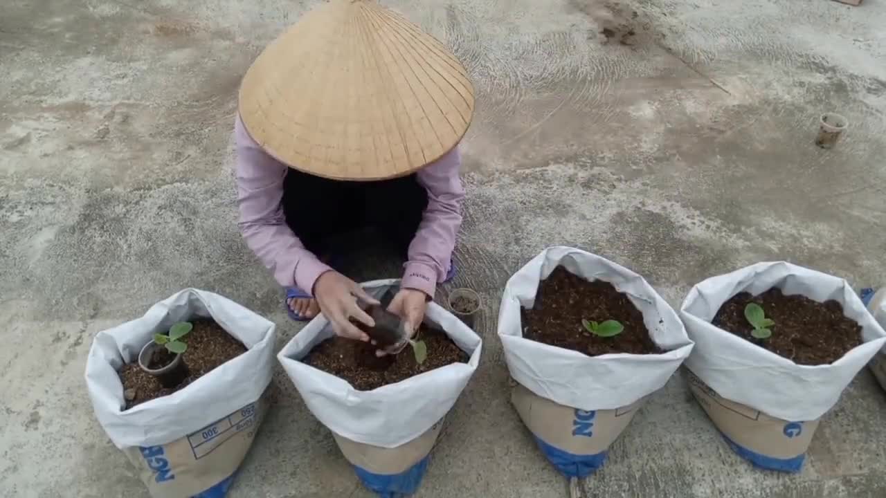 Tidy up the seedlings