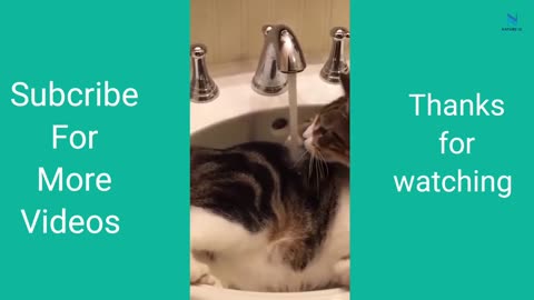 Top funny Cat video