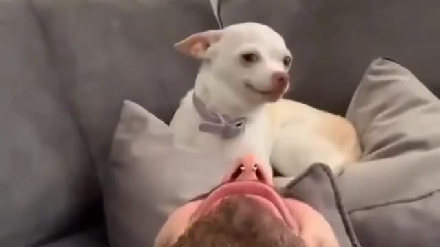 Funny and angry 🐶 short video