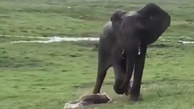 Amazing moments giving birth to a female elephant