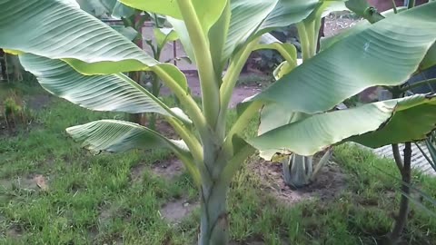 Ensete Glaucum Snow Banana Tree, MUSA Perennial Garden Massive Flower Plants