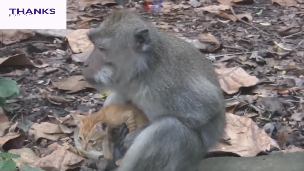Funny Animals, Funny Monkey Kiss with Cat