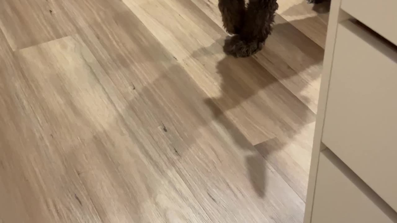 Knife-Wielding Dog Is Done Asking For Treats