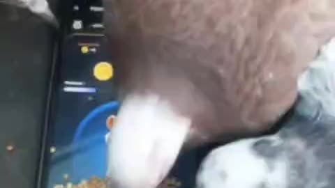 Hamster kombat