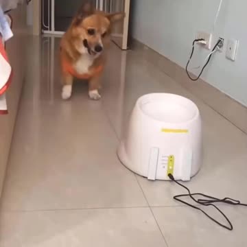 Funny Dog Videos - Cute Puppy Compilation 47