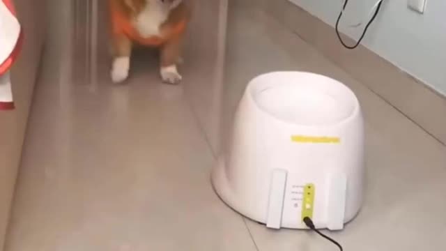 Funny Dog Videos - Cute Puppy Compilation 47