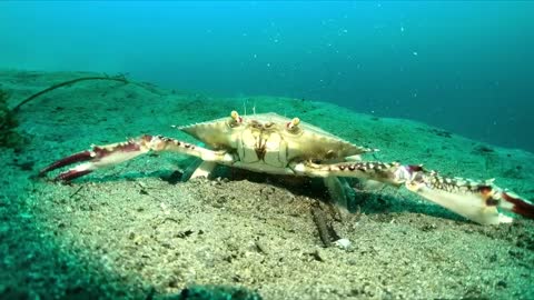 Sand digging crab