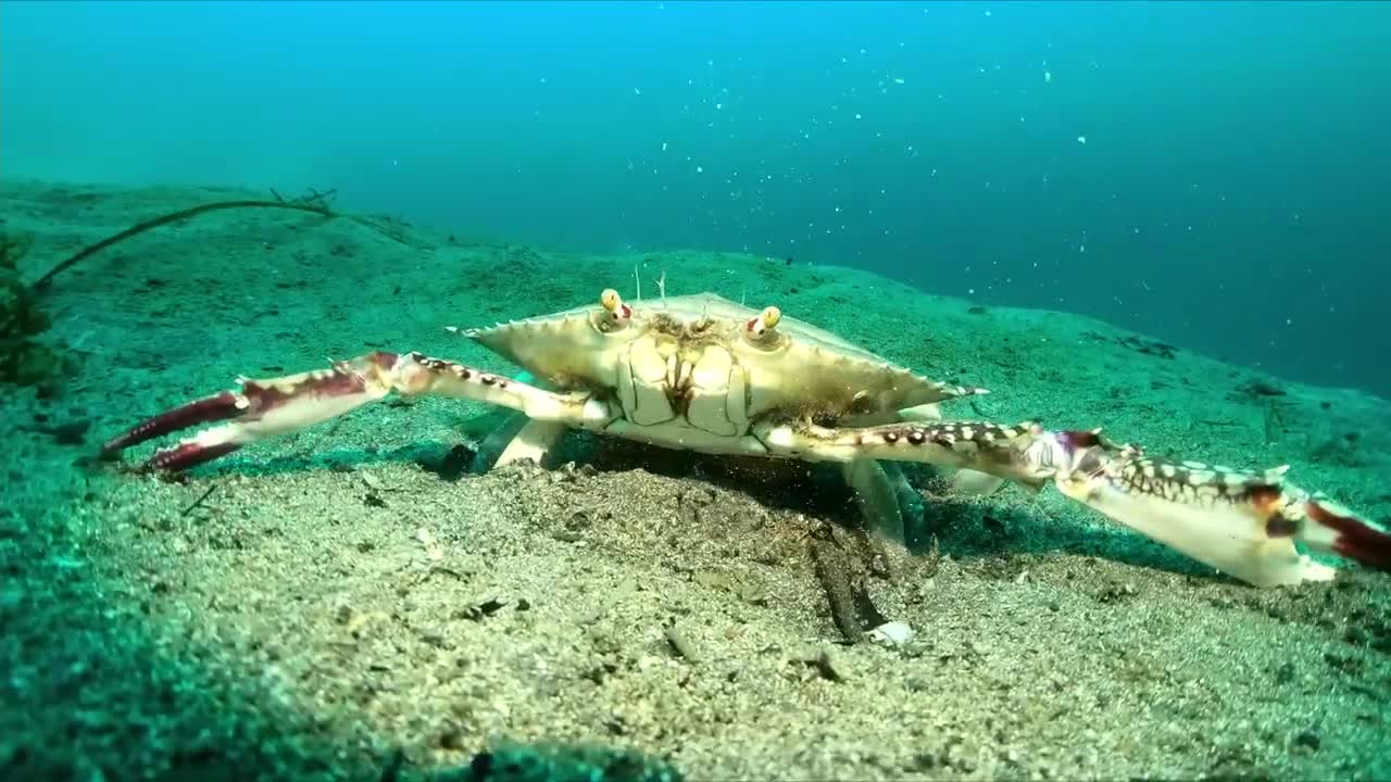 Sand digging crab