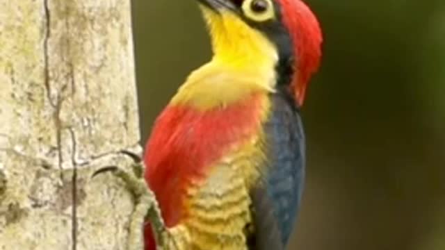 woodpacker amazing