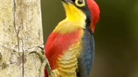 woodpacker amazing