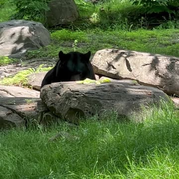 Black Bear #blackbear #animals #nature #zoo #bear