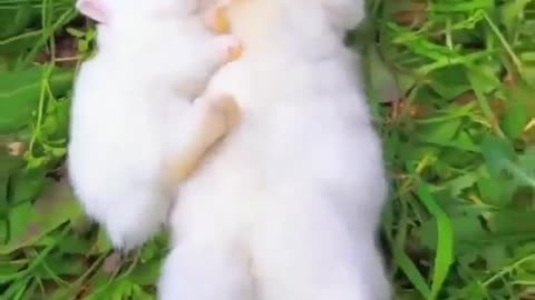 Let's Love, Play And Live #shorts #shortsvideo #video #viral