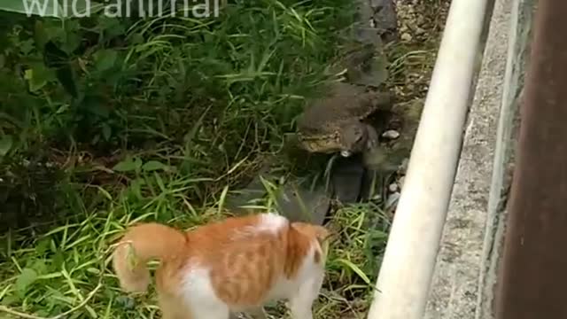 Cat Vs Monitor Lizard!!