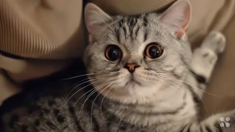 Cute Cat Gif